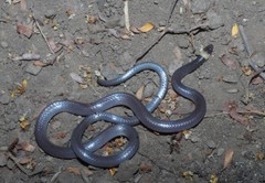 Enulius flavitorques