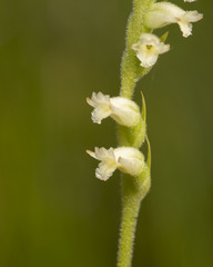 Spiranthes laciniata