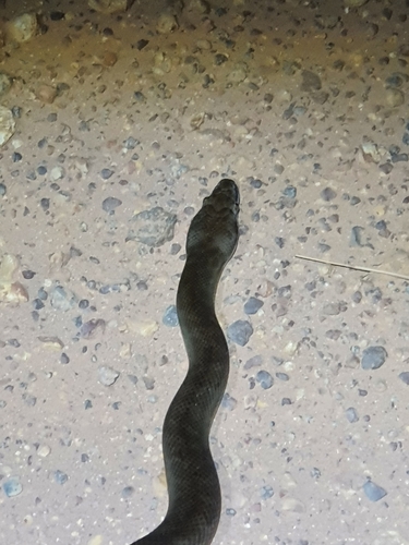Children's Python