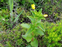 Lysimachia azorica