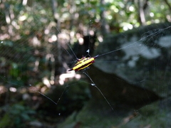 Gasteracantha fornicata
