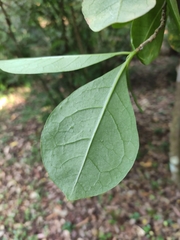 Brunfelsia americana