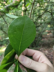 Brunfelsia americana
