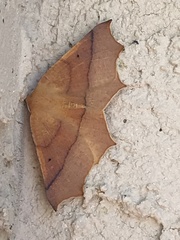 Tetracis cervinaria