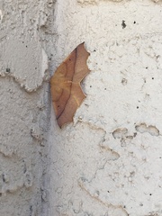 Tetracis cervinaria