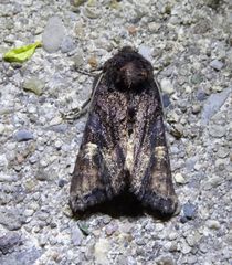Euplexia benesimilis