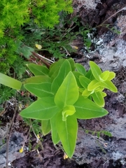 Hypericum foliosum