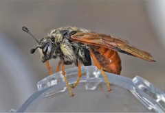 Trichiosoma triangulum