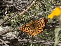 Speyeria callippe comstocki