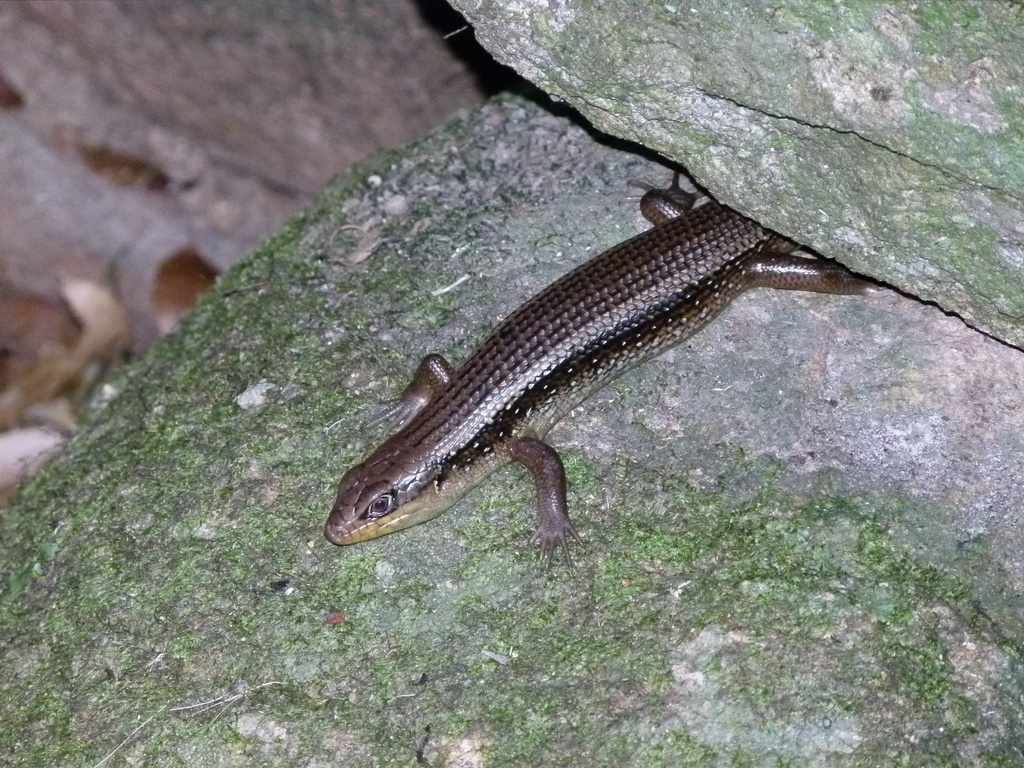 Major Skink