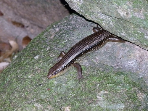 Bellatorias frerei