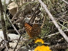 Speyeria callippe comstocki