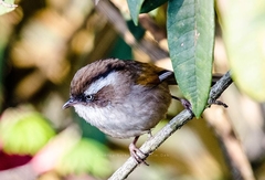 Fulvetta vinipectus