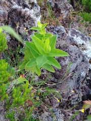 Hypericum foliosum