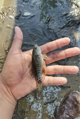 Dormitator latifrons