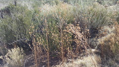 Cordylanthus rigidus setigerus