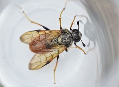 Trichiosoma triangulum