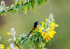 Aethopyga nipalensis