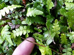 Blechnum blechnoides