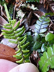 Blechnum blechnoides