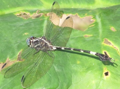 Phyllogomphoides pacificus