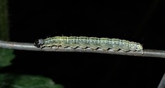 Anania hortulata