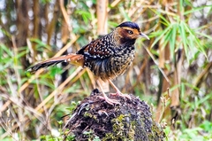 Ianthocincla ocellata