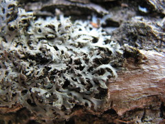 Heterodermia speciosa image