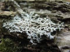Media resource of Heterodermia speciosa
