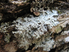 Heterodermia speciosa image