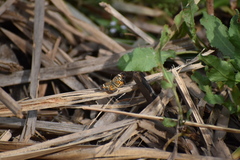 Phyciodes phaon phaon