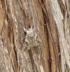 Catocala micronympha