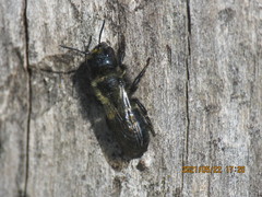 Cephalosmia