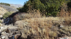 Cordylanthus rigidus setigerus