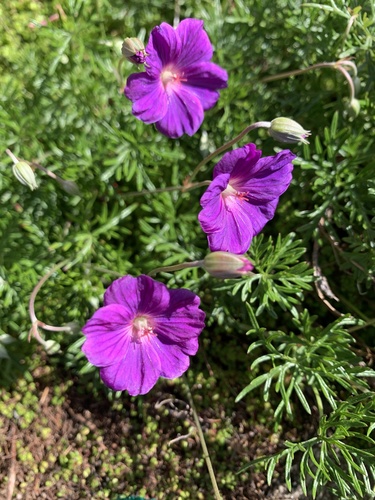 Geranium incanum