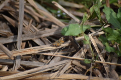 Phyciodes phaon phaon