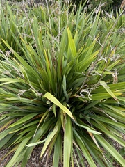 Phormium colensoi