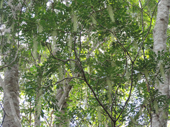 Alvaradoa amorphoides