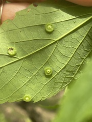 Pachypsylla celtidisumbilicus