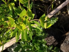 Euphorbia azorica