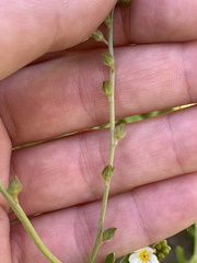 Plagiobothrys figuratus