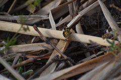 Phyciodes phaon phaon