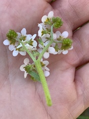 Plagiobothrys figuratus