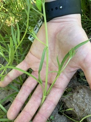 Plagiobothrys figuratus