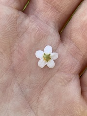 Plagiobothrys figuratus