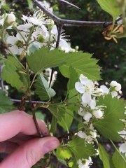 Crataegus irrasa