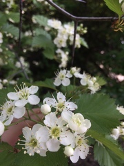 Crataegus irrasa