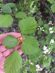 Crataegus irrasa