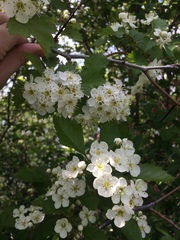 Crataegus irrasa