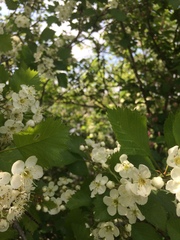 Crataegus irrasa